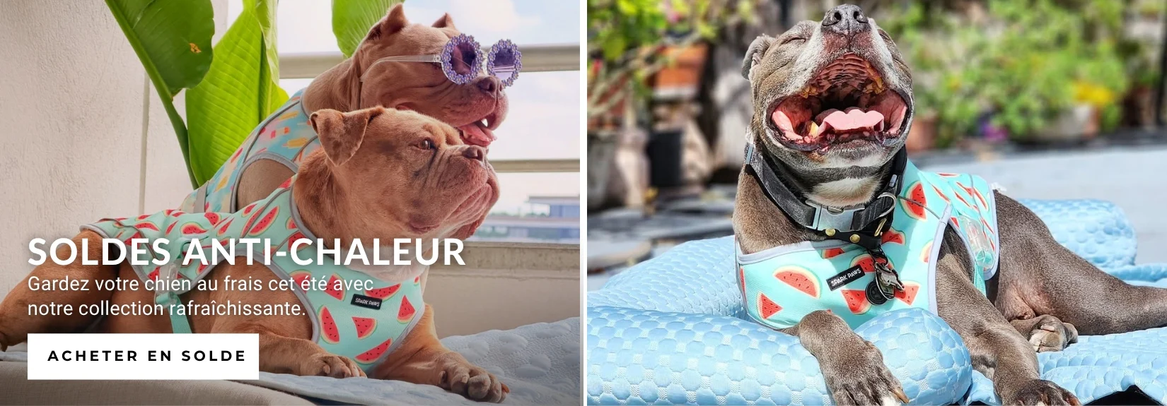 Le Style Canin Réinventé
